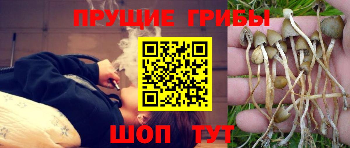 Псилоцибиновые грибы Psilocybine cubensis  Вход с VPN  Уфа 